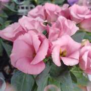 ヒメ日記 2025/06/18 21:20 投稿 宮西ちさ(みやにしちさ) 五十路マダムエクスプレス厚木店(カサブランカグループ)