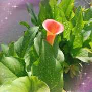 ヒメ日記 2025/06/20 12:48 投稿 宮西ちさ(みやにしちさ) 五十路マダムエクスプレス厚木店(カサブランカグループ)