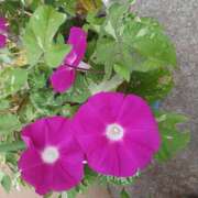 ヒメ日記 2025/07/08 15:08 投稿 宮西ちさ(みやにしちさ) 五十路マダムエクスプレス厚木店(カサブランカグループ)