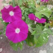 ヒメ日記 2025/07/18 19:34 投稿 宮西ちさ(みやにしちさ) 五十路マダムエクスプレス厚木店(カサブランカグループ)