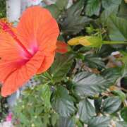 ヒメ日記 2025/07/23 15:08 投稿 宮西ちさ(みやにしちさ) 五十路マダムエクスプレス厚木店(カサブランカグループ)