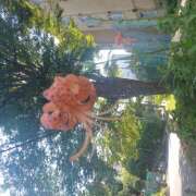 ヒメ日記 2025/07/24 19:16 投稿 宮西ちさ(みやにしちさ) 五十路マダムエクスプレス厚木店(カサブランカグループ)