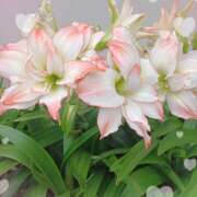 ヒメ日記 2025/09/12 14:20 投稿 宮西ちさ(みやにしちさ) 五十路マダムエクスプレス厚木店(カサブランカグループ)