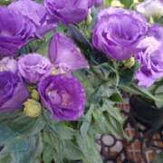 ヒメ日記 2025/10/03 12:38 投稿 宮西ちさ(みやにしちさ) 五十路マダムエクスプレス厚木店(カサブランカグループ)