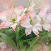 ヒメ日記 2025/10/15 19:40 投稿 宮西ちさ(みやにしちさ) 五十路マダムエクスプレス厚木店(カサブランカグループ)