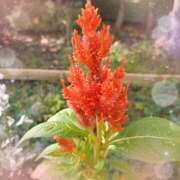 ヒメ日記 2025/10/28 17:06 投稿 宮西ちさ(みやにしちさ) 五十路マダムエクスプレス厚木店(カサブランカグループ)