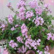 ヒメ日記 2025/10/31 20:46 投稿 宮西ちさ(みやにしちさ) 五十路マダムエクスプレス厚木店(カサブランカグループ)