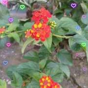 ヒメ日記 2025/10/31 20:58 投稿 宮西ちさ(みやにしちさ) 五十路マダムエクスプレス厚木店(カサブランカグループ)