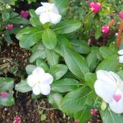 ヒメ日記 2025/10/31 21:14 投稿 宮西ちさ(みやにしちさ) 五十路マダムエクスプレス厚木店(カサブランカグループ)