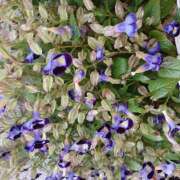 ヒメ日記 2025/11/06 12:36 投稿 宮西ちさ(みやにしちさ) 五十路マダムエクスプレス厚木店(カサブランカグループ)