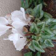 ヒメ日記 2025/11/21 19:02 投稿 宮西ちさ(みやにしちさ) 五十路マダムエクスプレス厚木店(カサブランカグループ)