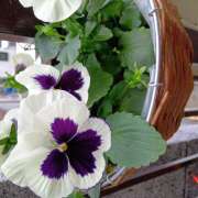 ヒメ日記 2025/11/26 14:12 投稿 宮西ちさ(みやにしちさ) 五十路マダムエクスプレス厚木店(カサブランカグループ)