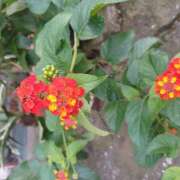 宮西ちさ(みやにしちさ) 先程のお礼 五十路マダムエクスプレス厚木店(カサブランカグループ)