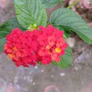 宮西ちさ(みやにしちさ) 今日のお礼 五十路マダムエクスプレス厚木店(カサブランカグループ)