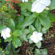 ヒメ日記 2025/12/10 14:40 投稿 宮西ちさ(みやにしちさ) 五十路マダムエクスプレス厚木店(カサブランカグループ)