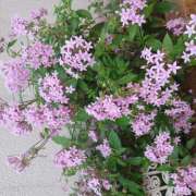 ヒメ日記 2025/12/10 18:54 投稿 宮西ちさ(みやにしちさ) 五十路マダムエクスプレス厚木店(カサブランカグループ)