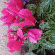 ヒメ日記 2025/12/10 19:06 投稿 宮西ちさ(みやにしちさ) 五十路マダムエクスプレス厚木店(カサブランカグループ)