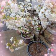 ヒメ日記 2026/03/19 21:46 投稿 宮西ちさ(みやにしちさ) 五十路マダムエクスプレス厚木店(カサブランカグループ)