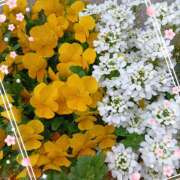 ヒメ日記 2026/03/19 22:18 投稿 宮西ちさ(みやにしちさ) 五十路マダムエクスプレス厚木店(カサブランカグループ)