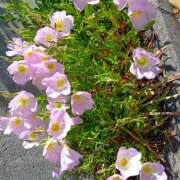 ヒメ日記 2026/05/09 10:56 投稿 宮西ちさ(みやにしちさ) 五十路マダムエクスプレス厚木店(カサブランカグループ)
