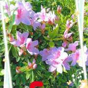 ヒメ日記 2026/05/15 16:00 投稿 宮西ちさ(みやにしちさ) 五十路マダムエクスプレス厚木店(カサブランカグループ)