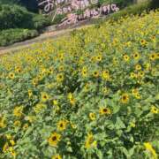 ヒメ日記 2025/07/30 09:37 投稿 みらい 厚木人妻城