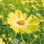 ヒメ日記 2026/02/12 10:28 投稿 まちこ 熟女家 堺東店