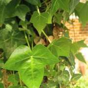 まちこ なにかと… 熟女家 堺東店