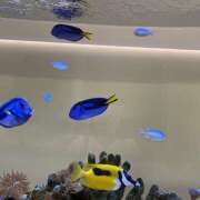 ヒメ日記 2025/09/09 22:19 投稿 えく(昭和50年生まれ) 熟年カップル名古屋～生電話からの営み～