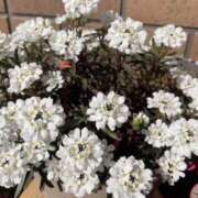 ヒメ日記 2025/02/28 12:16 投稿 秋（アキ） アバンチュール(五反田)