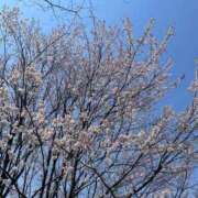 ヒメ日記 2025/03/23 11:17 投稿 秋（アキ） アバンチュール(五反田)