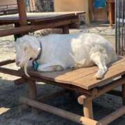 ヒメ日記 2025/03/23 14:16 投稿 秋（アキ） アバンチュール(五反田)