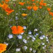 秋（アキ） 14日のご予約? アバンチュール(五反田)