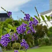 ヒメ日記 2025/10/21 01:12 投稿 はづき S級美女専門　ロイヤルリング