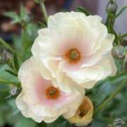 ヒメ日記 2025/03/31 21:28 投稿 ゆめじ 熟女家 堺東店