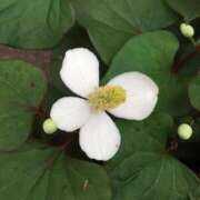 ヒメ日記 2025/05/23 22:58 投稿 ゆめじ 熟女家 堺東店