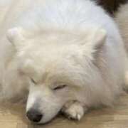 ヒメ日記 2026/02/17 13:57 投稿 ぴゅあ スピード日本橋店