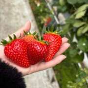 ホムラ【絡みつく名器】 すぎょい👀 ドＭなバニーちゃん小倉店