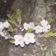 ヒメ日記 2025/04/24 12:08 投稿 花咲～HANASAKI～ BBW 西川口店