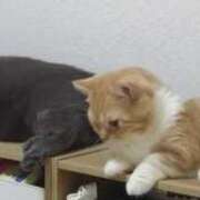 ヒメ日記 2025/04/15 10:19 投稿 アヤネ★しっとり魅せる美人妻 BITEKI