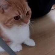 アヤネ★しっとり魅せる美人妻 ゴロゴロ BITEKI