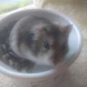 ヒメ日記 2026/04/10 11:38 投稿 アヤネ★しっとり魅せる美人妻 BITEKI