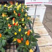 ヒメ日記 2026/08/08 16:13 投稿 ひかり すごいエステ京都店