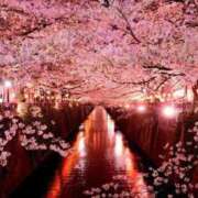 ヒメ日記 2025/03/31 09:26 投稿 りん 池袋しろパラ