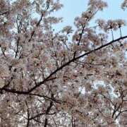 ヒメ日記 2025/04/08 22:01 投稿 りん 池袋しろパラ