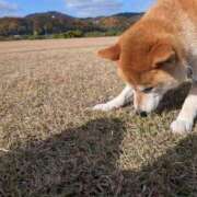 ヒメ日記 2025/12/03 19:01 投稿 安田ほのか MADAM