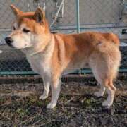 ヒメ日記 2025/12/04 20:46 投稿 安田ほのか MADAM