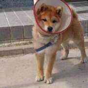 ヒメ日記 2025/12/05 20:31 投稿 安田ほのか MADAM