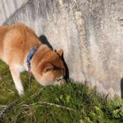 ヒメ日記 2025/12/06 06:01 投稿 安田ほのか MADAM