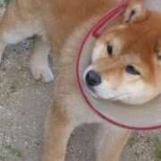 ヒメ日記 2025/12/07 00:01 投稿 安田ほのか MADAM